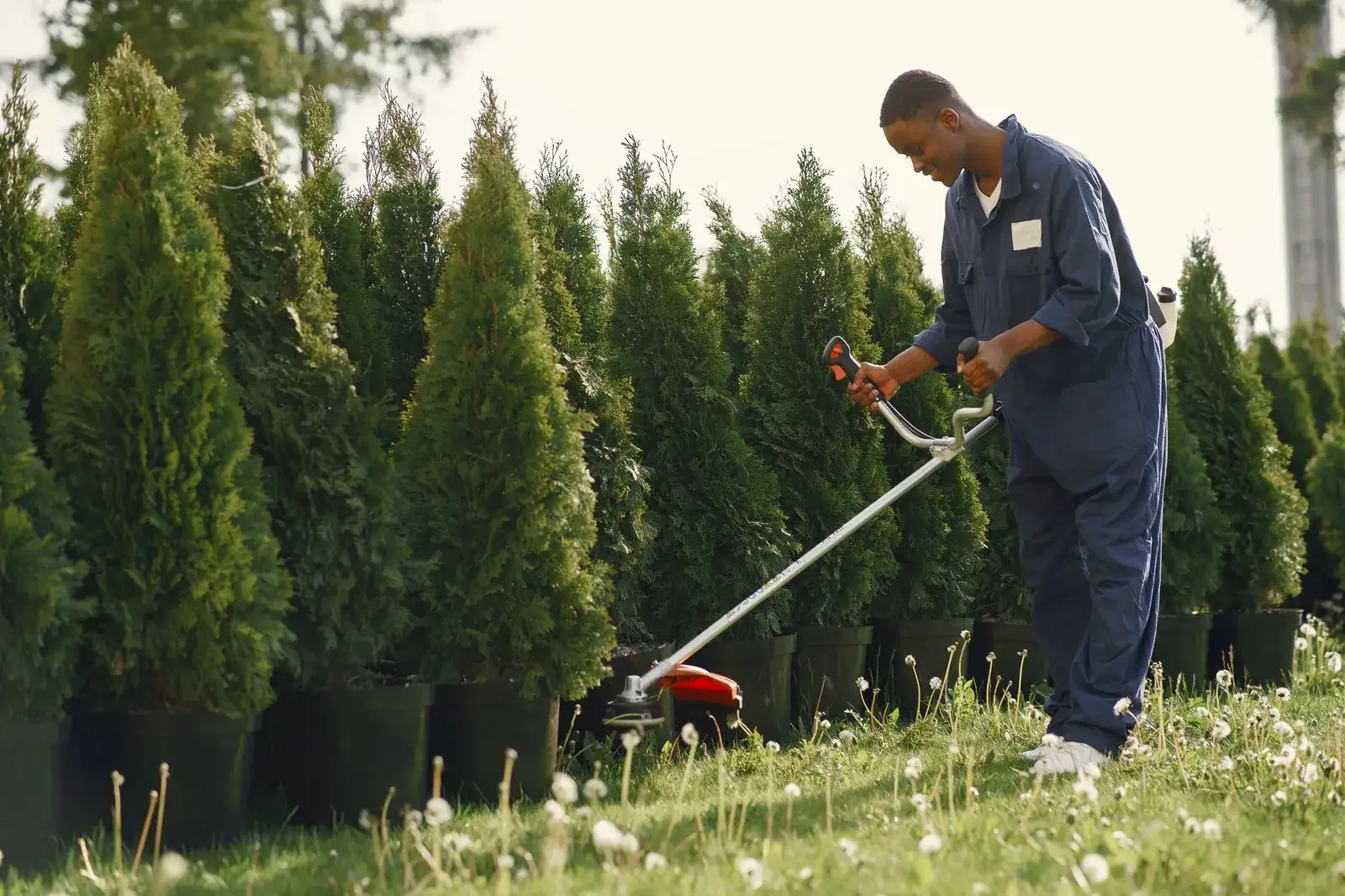 A landscaper uses a string trimmer to edge a row of potted evergreen shrubs