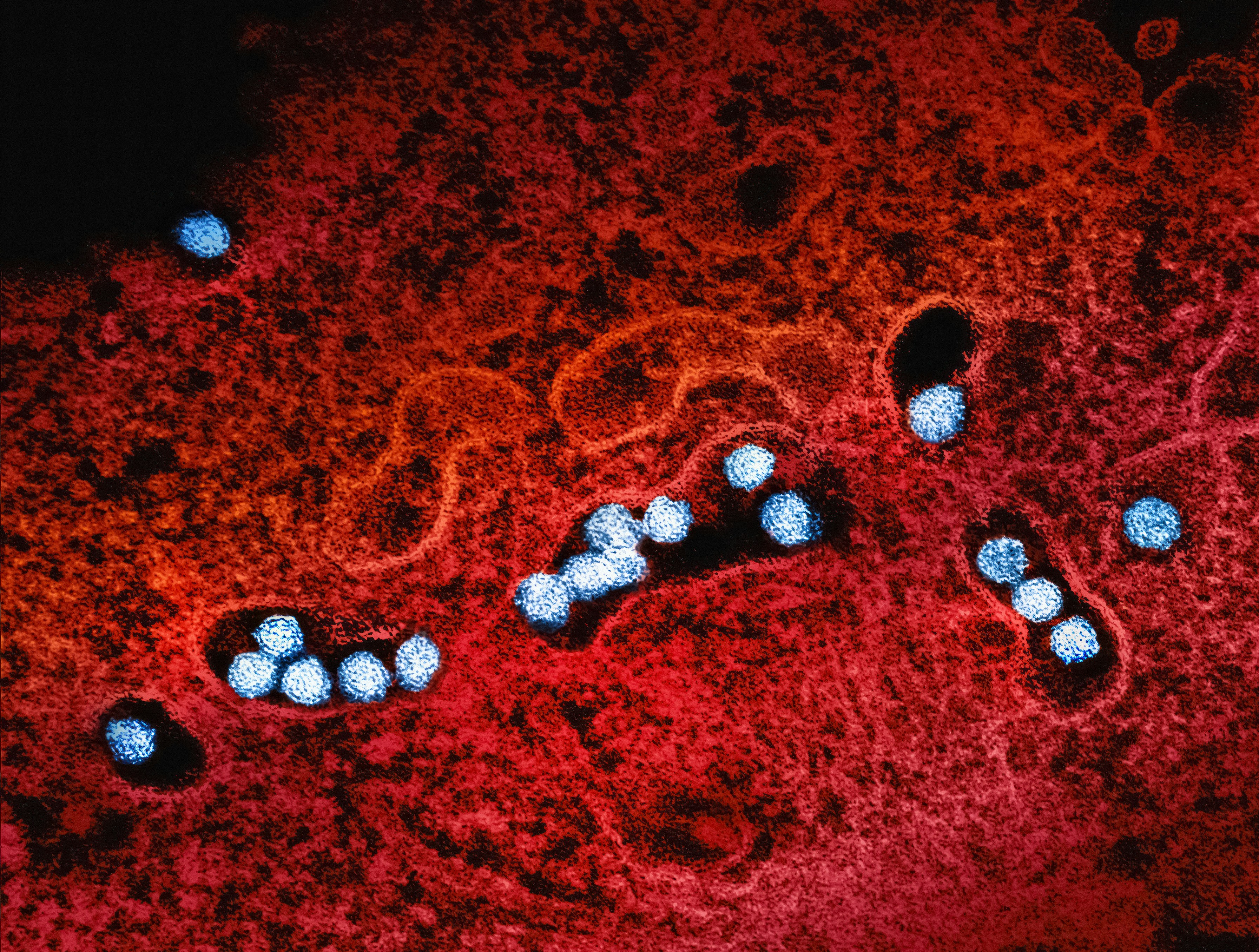 an animal cell with blue dots on it